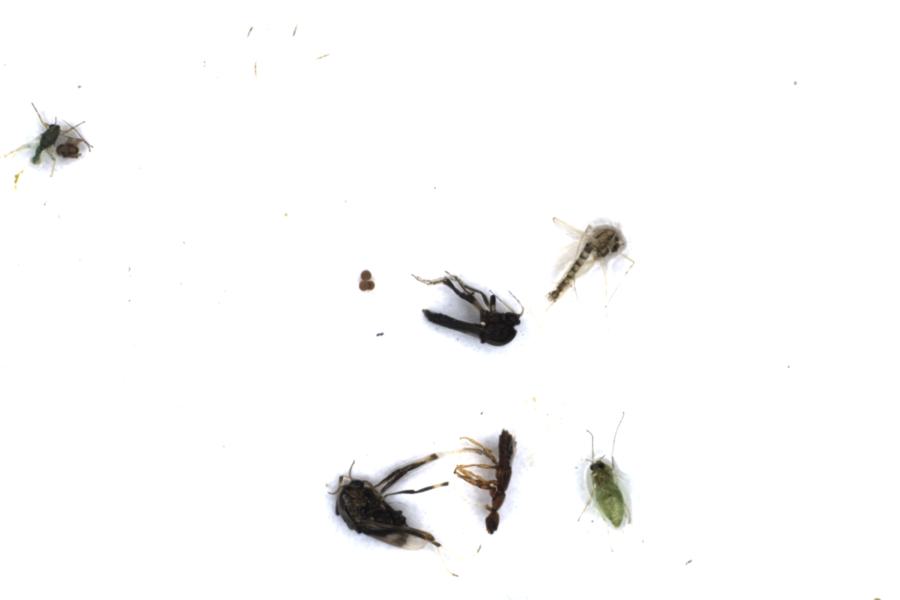 Image 35